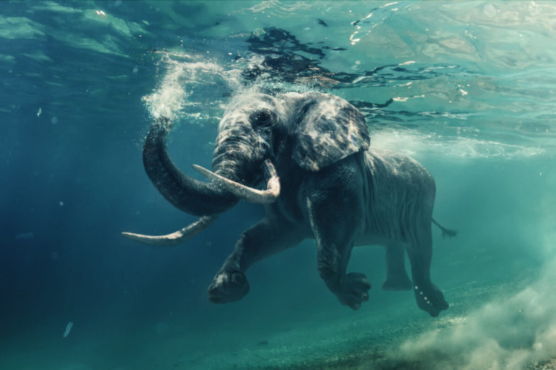 swimming-elephant-783x522